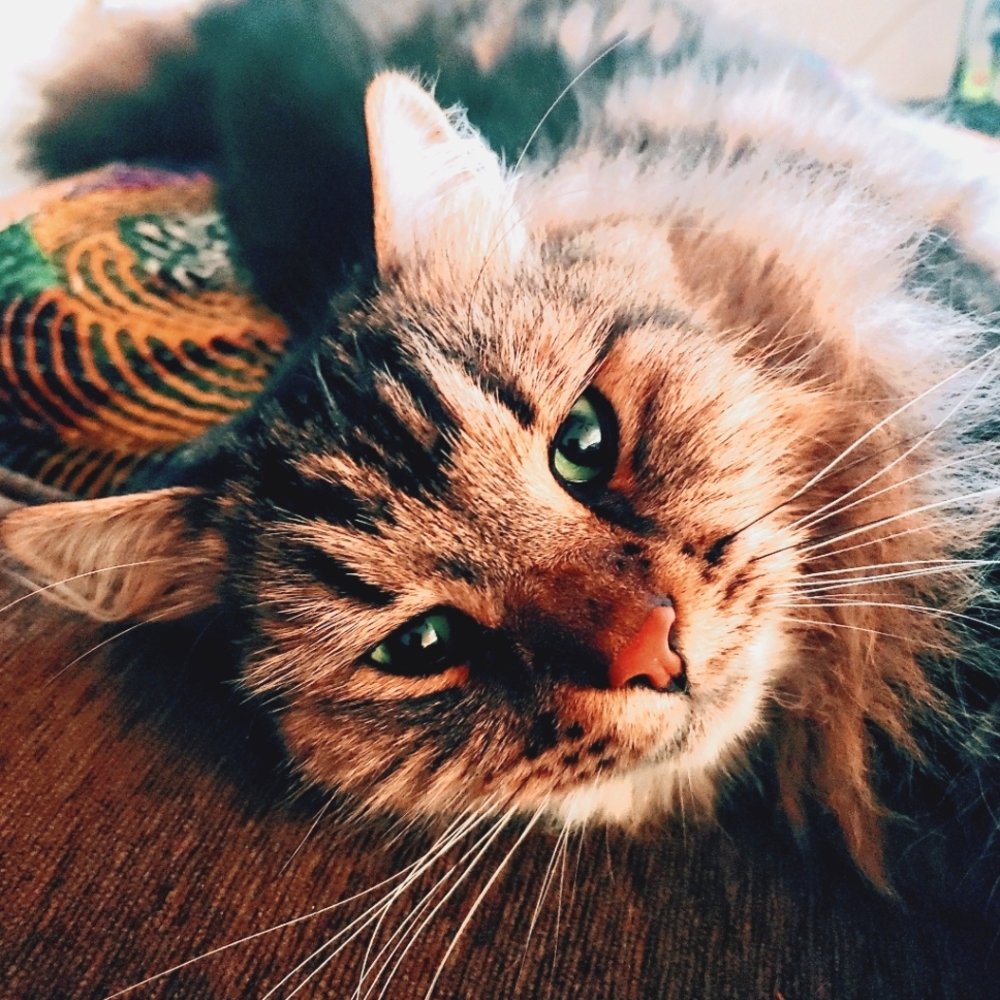 Meet your Posher, Benji